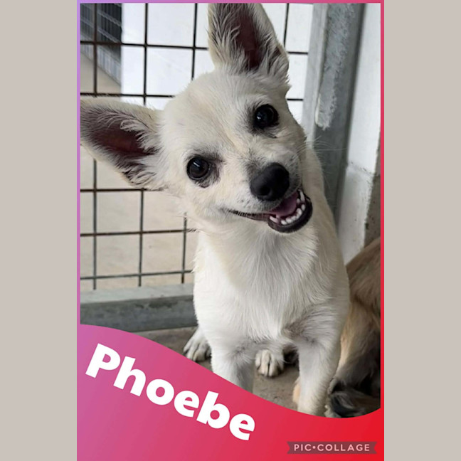 Photo of Phoebe