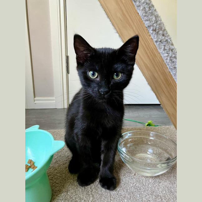 Photo of Bean ❤️