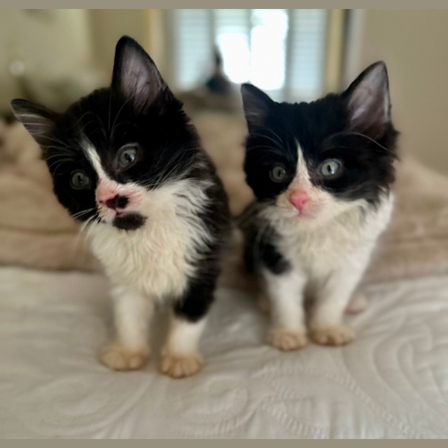Photo of Charlie And Chaplin 