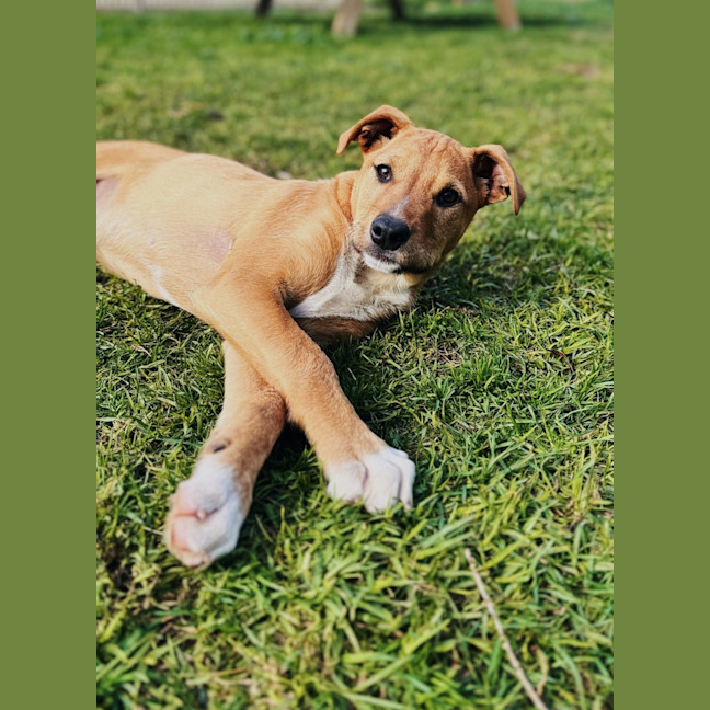 Photo of Comet