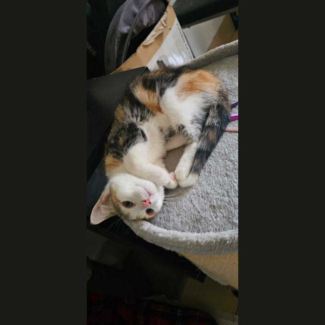 Photo of Belle