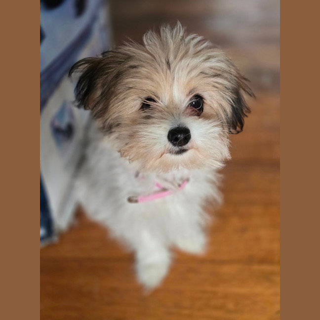 Photo of Armani Cherry Blossom