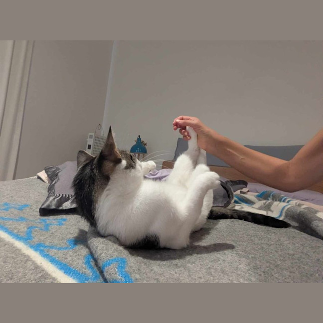 Photo of Blueberry   Super Friendly