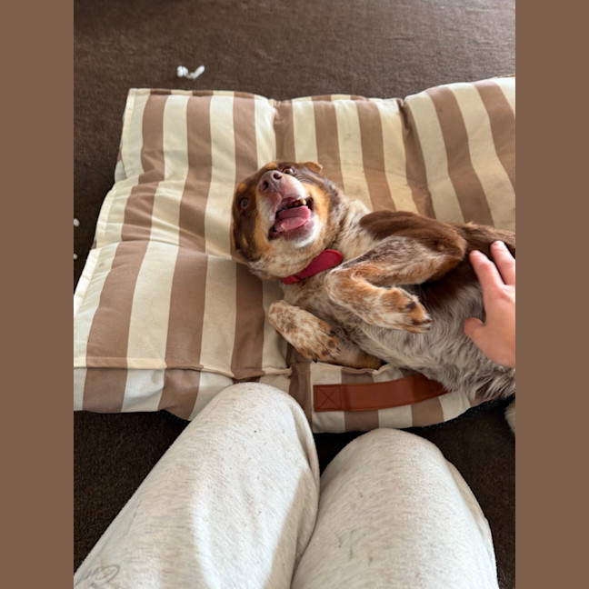 Photo of Baxter