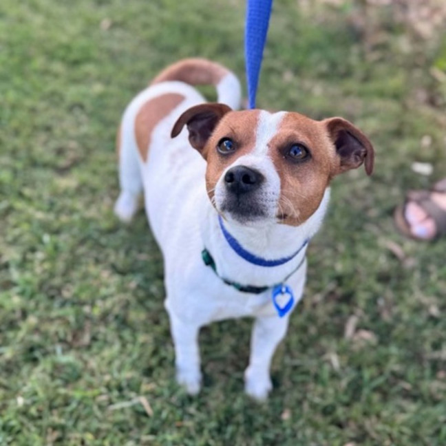 Photo of Peanut