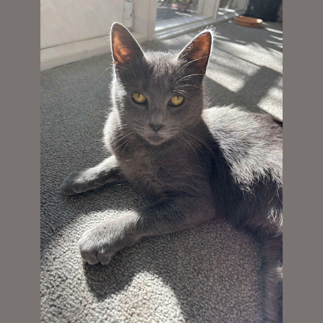 Photo of Sarabi 🩷