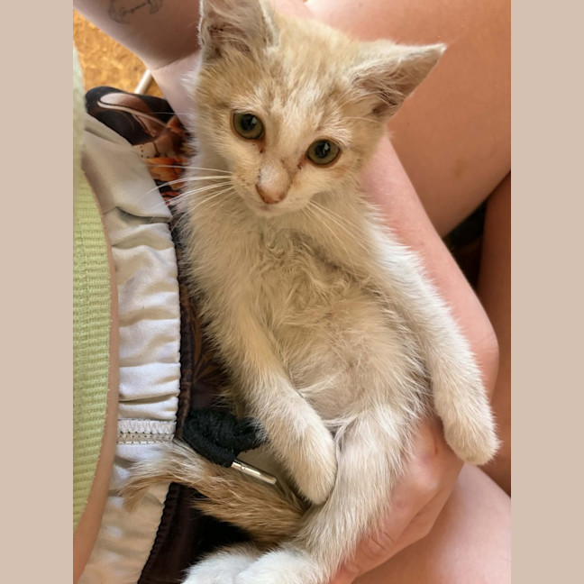 Photo of Otis 
