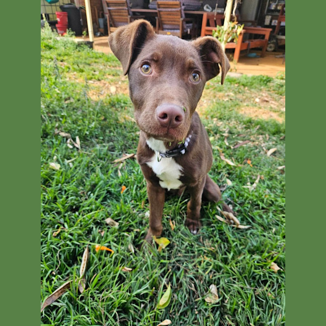 Photo of Dougal