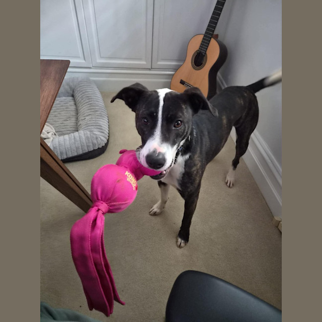 Photo of Comet