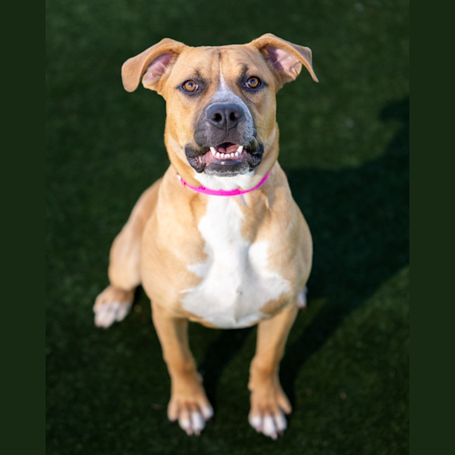 Photo of Slinky Imp 2507