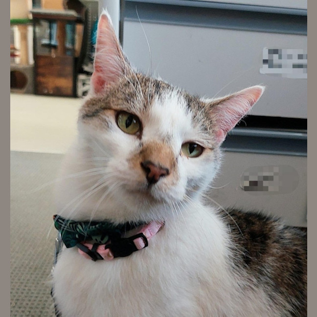 Photo of Oreo