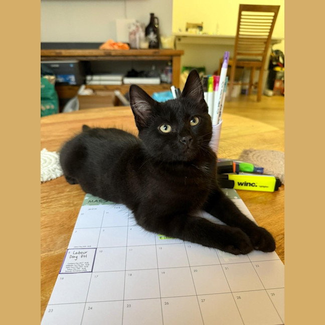 Photo of Ender Dragon