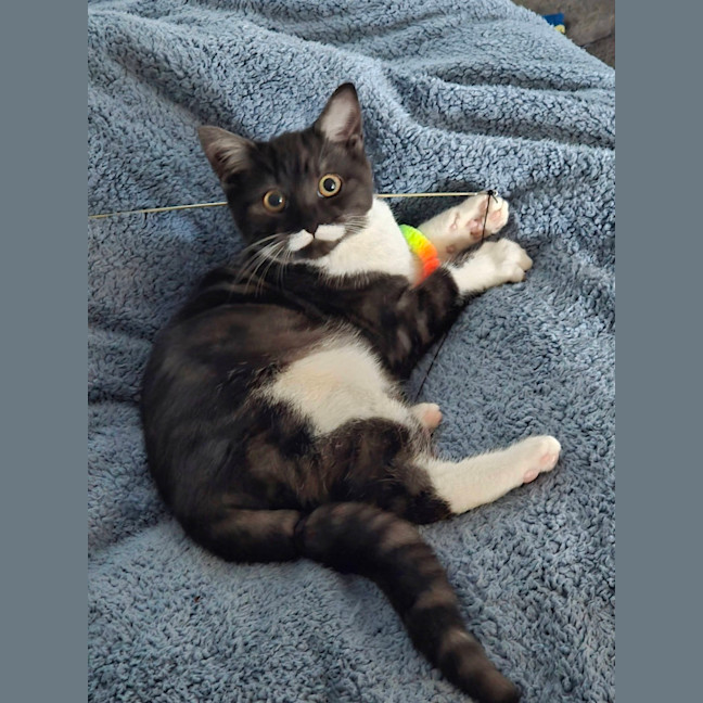 Photo of Monty (Was Moe)
