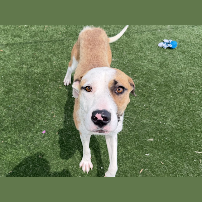 Photo of Sage Imp 161