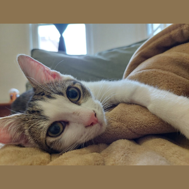 Photo of Toe Beans