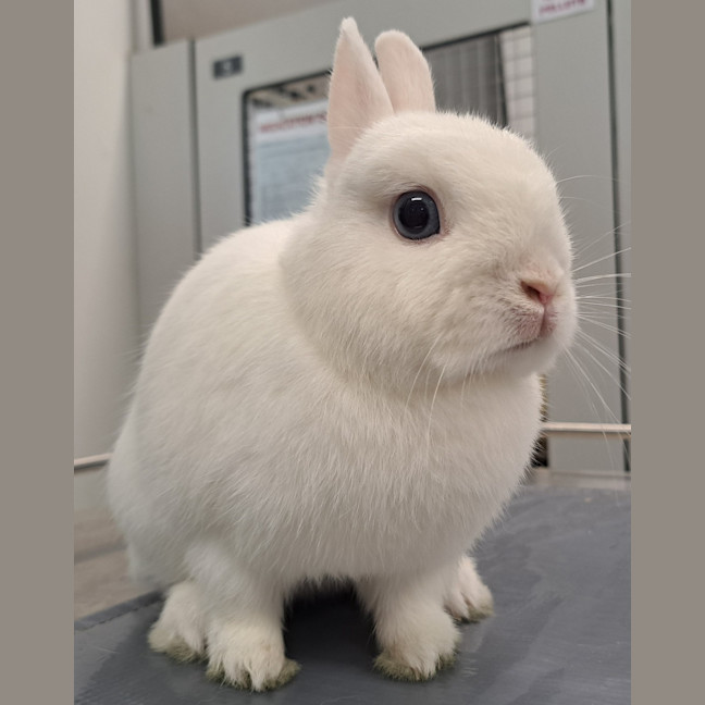 Photo of Gumdrop