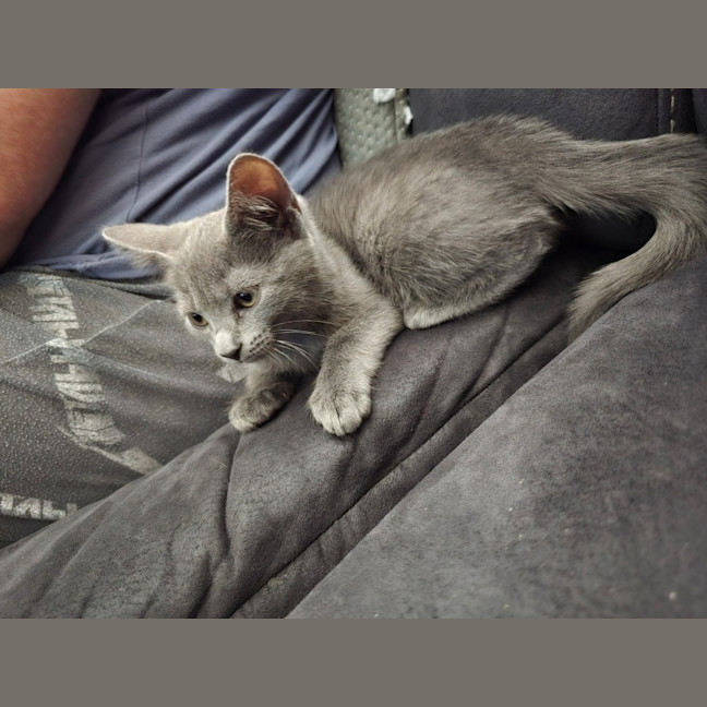 Photo of Misty