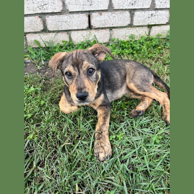 Photo of Nala