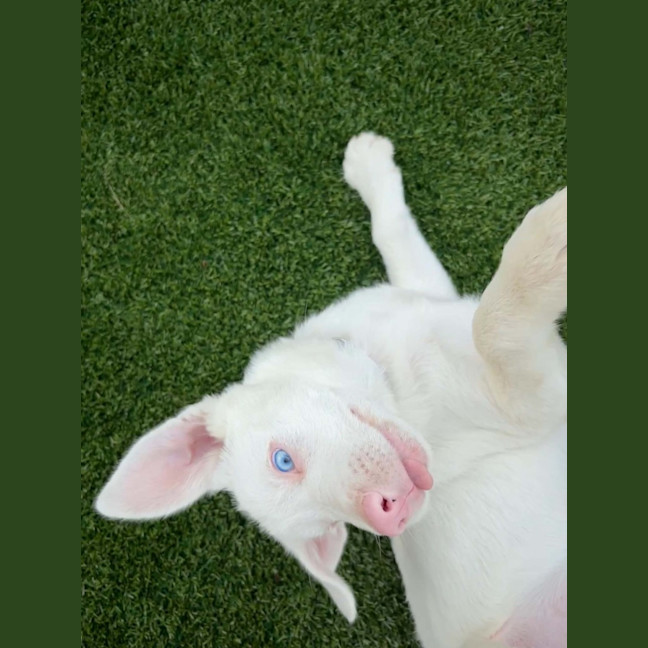 Photo of Kirby