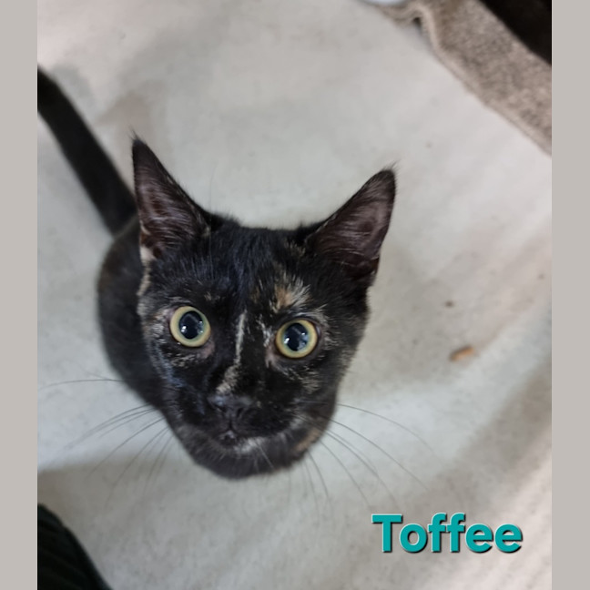 Photo of Toffee