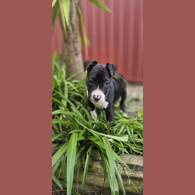 Photo of Willow   12 Week Old Cattle Dog X
