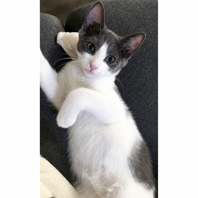 Photo of Baloo