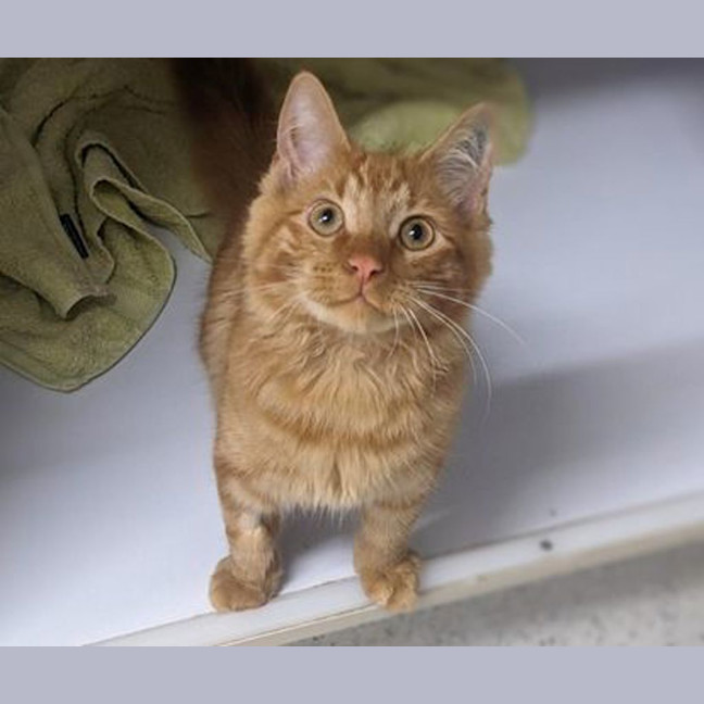 Photo of Lenny The Binoculars