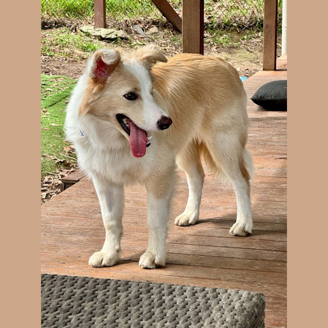 Photo of Biscuit