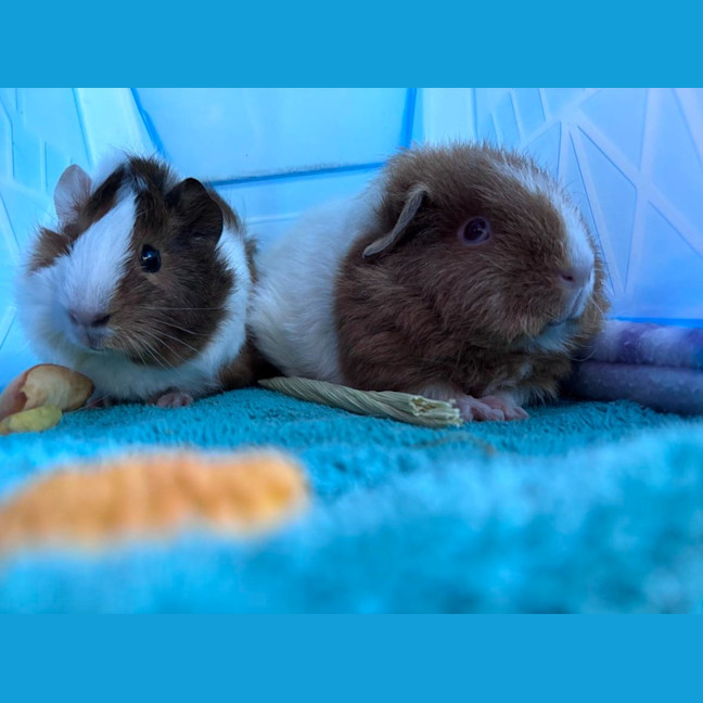 Photo of Colette / Belle