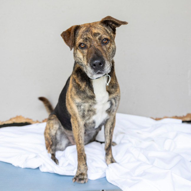 Photo of Bobbie (Previously Billie)