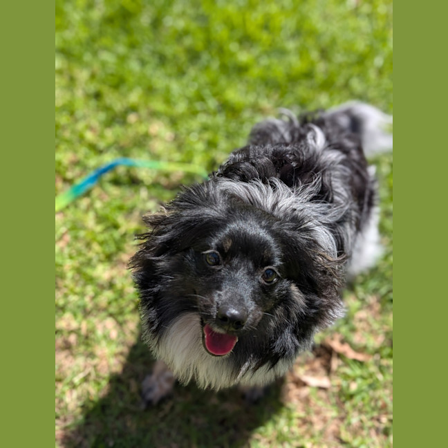 Photo of Moss