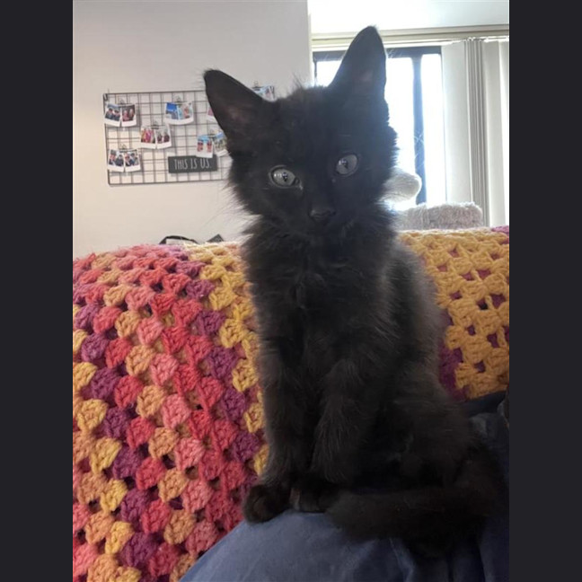 Photo of Smudge (With Puddle)