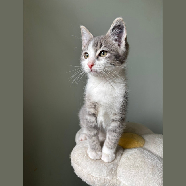 Photo of Dusty