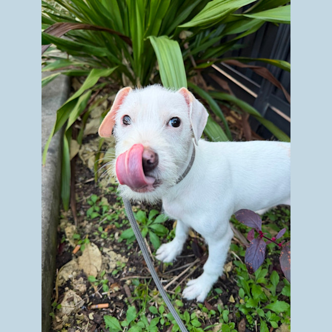 Photo of Pearl