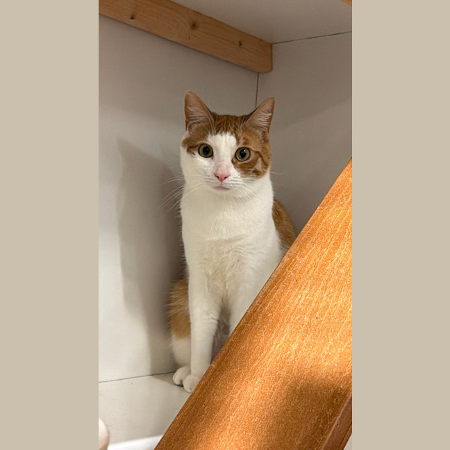 Photo of Mogwai