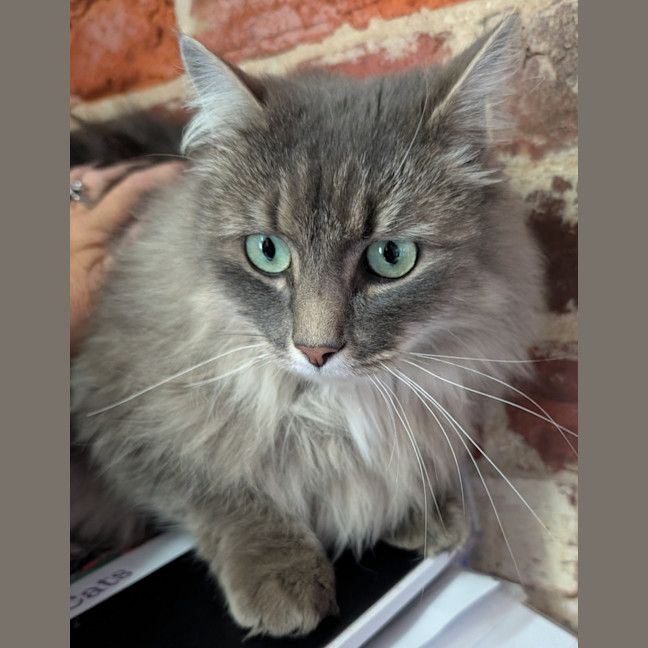 Photo of Nibbles