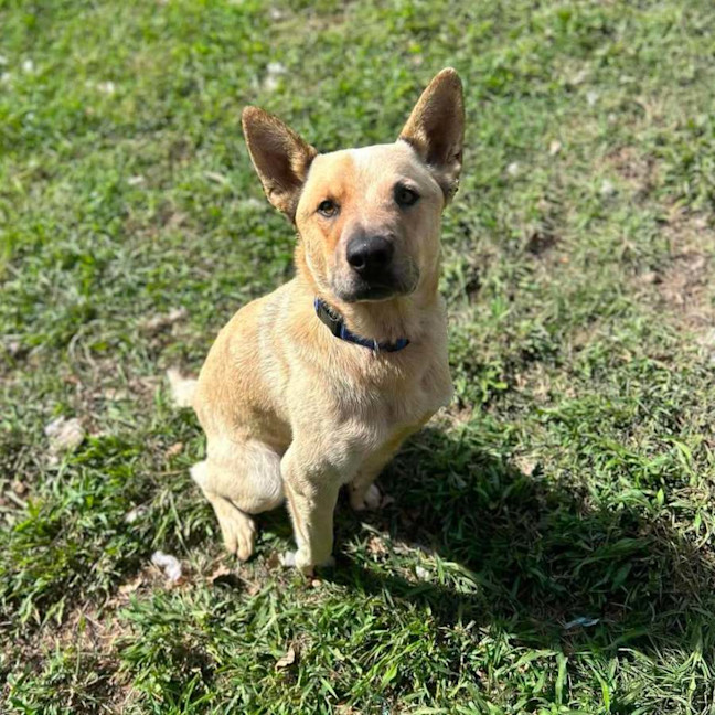 Photo of Buddy