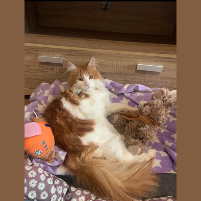 Photo of Nemo