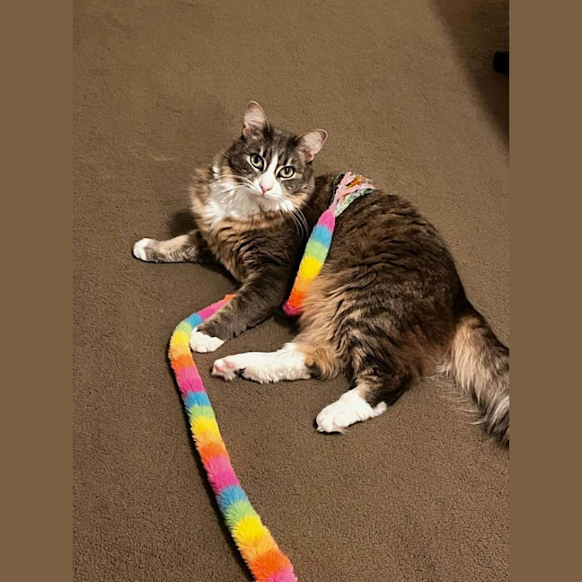 Photo of Clover * 9 Lives Project Rescue*