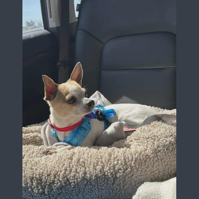 Photo of Taco   5 Year Old Chihuahua