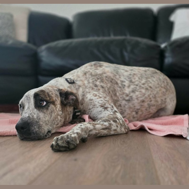 Photo of Indi   1 Year Old Great Dane X Cattle Dog