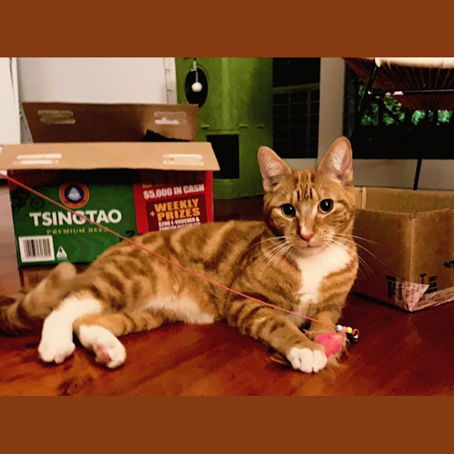Photo of Archie