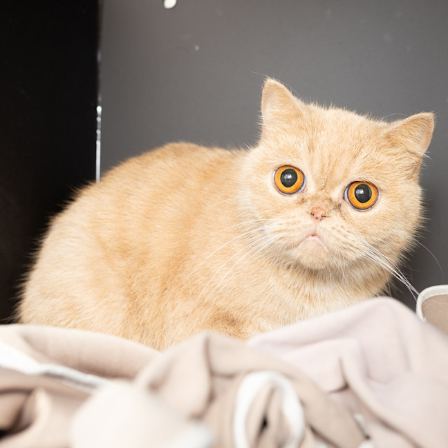 Photo of Peachy