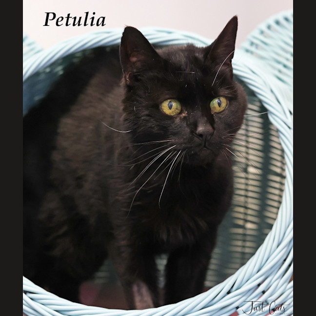 Photo of Petulia   Long Term Foster Needed
