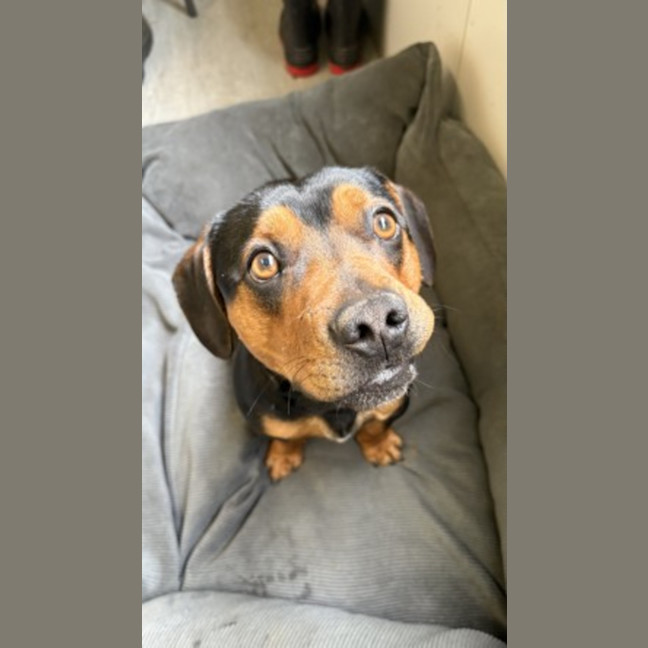 Photo of Roti