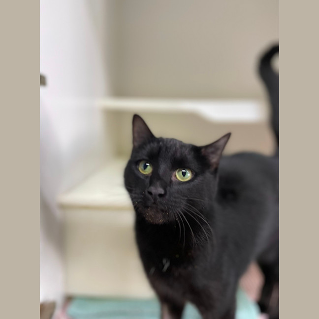 Photo of 👒 Salena 5556 👒