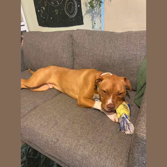Photo of Sarge