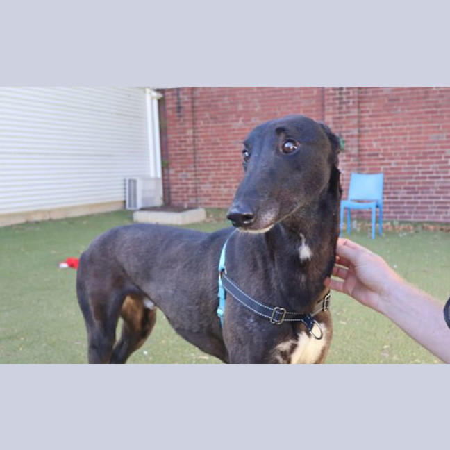 Photo of Dudley