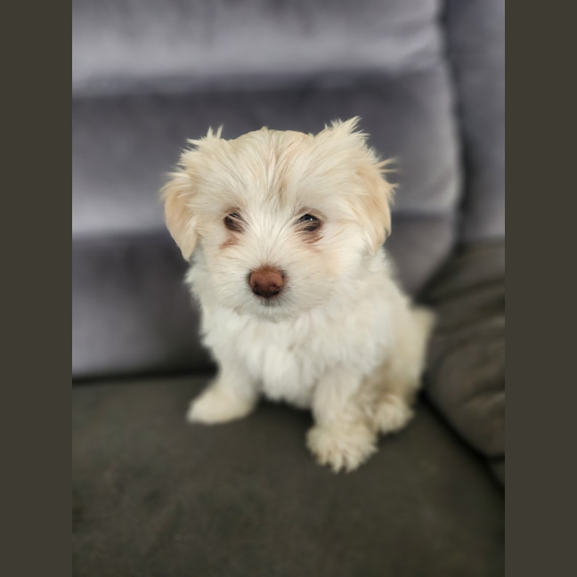 Photo of Bon Bon   8 Week Old Shih Tzu X Maltese (Trial)