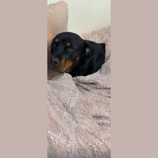 Photo of Nova